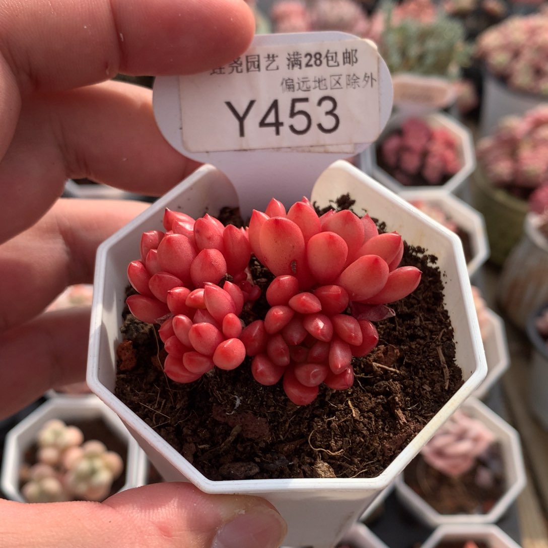 0453鸡血红宝石4.5厘米