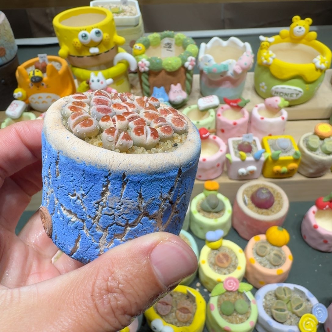 红陶蘑菇716topred