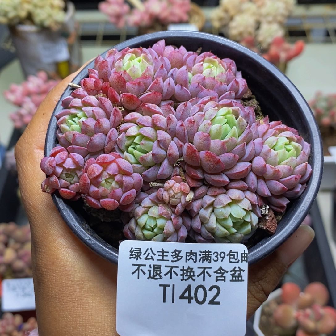 402羊脂球多肉不包整