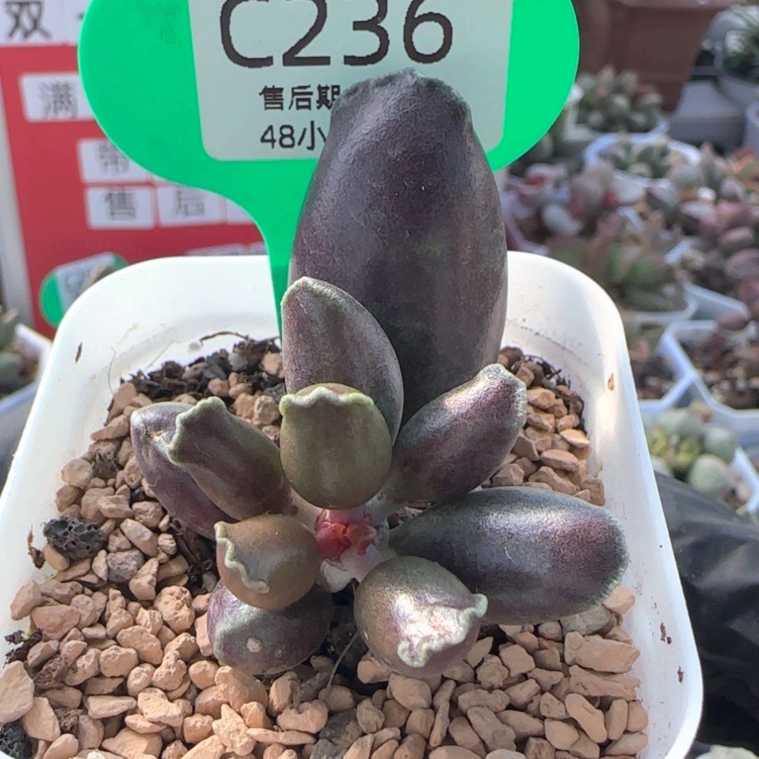 紫海豹。   236。    