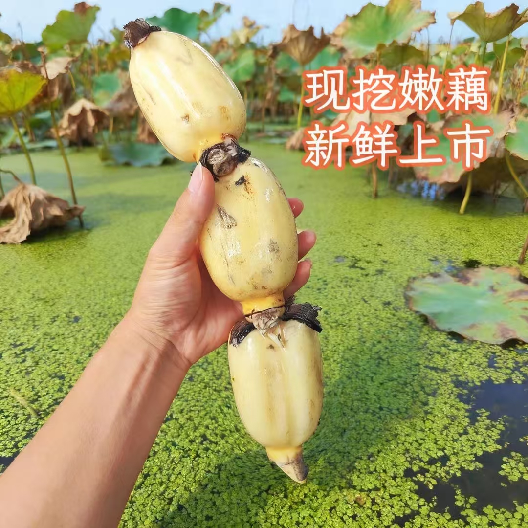 正宗洪湖嫩藕新鲜现挖莲藕脆甜爽口适合清炒凉拌嫩藕