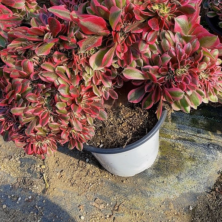 多肉女巫缀745多肉