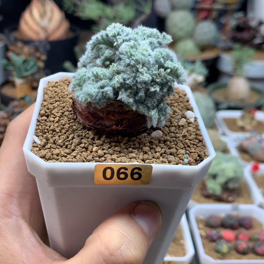 羽叶杨葵母本带盆多肉066