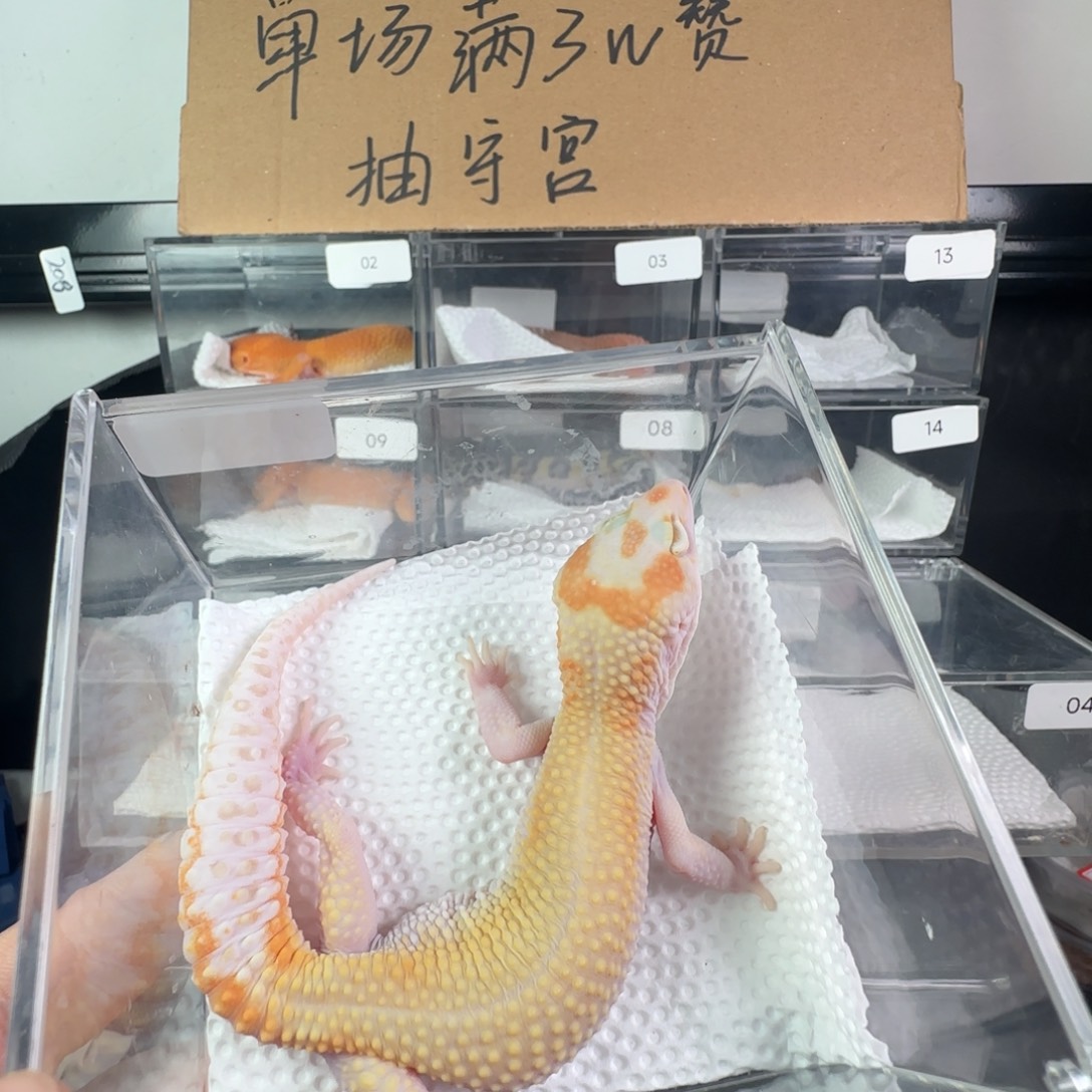 豹纹守宫白黄红眼暴龙弟弟