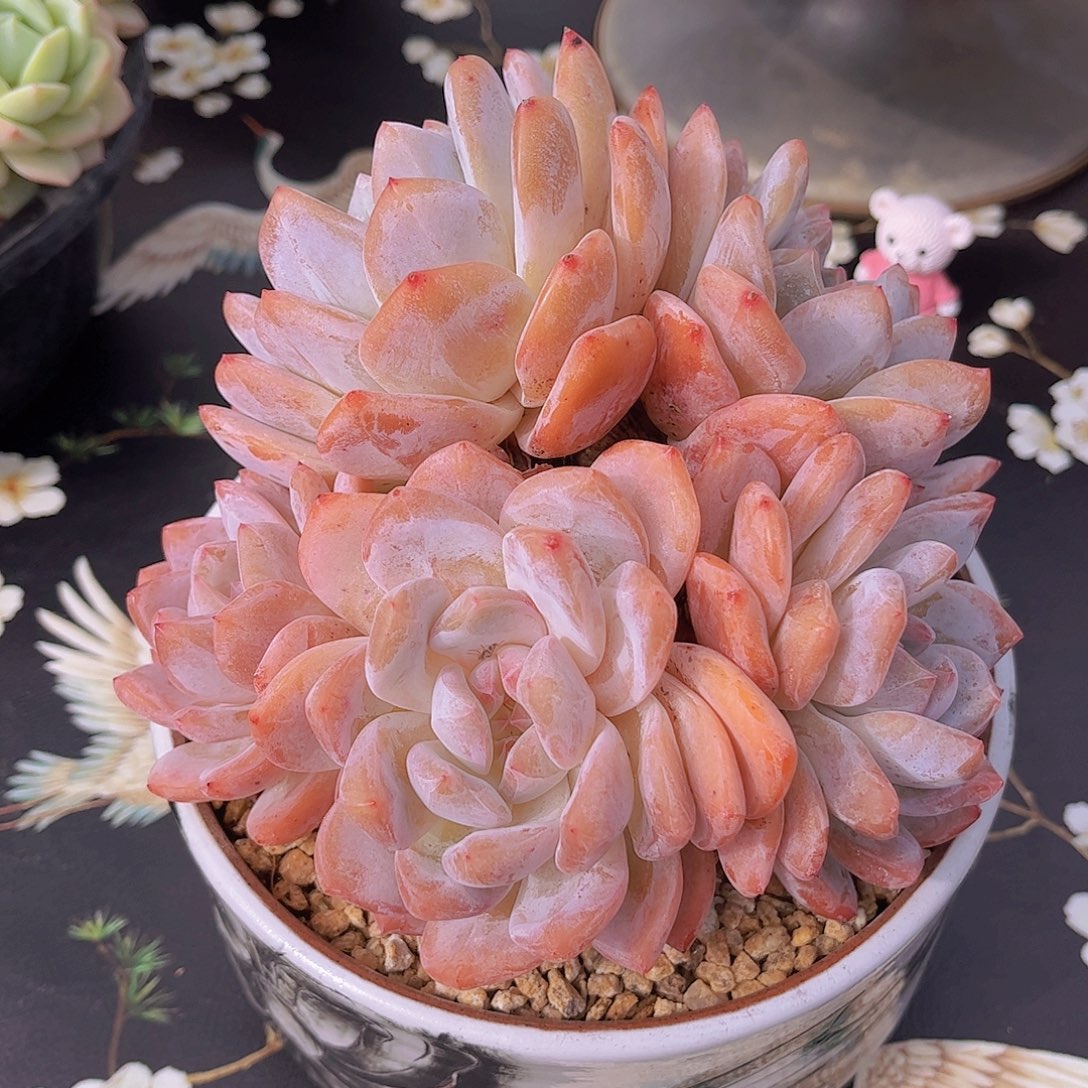 韩版雪天使精品多肉