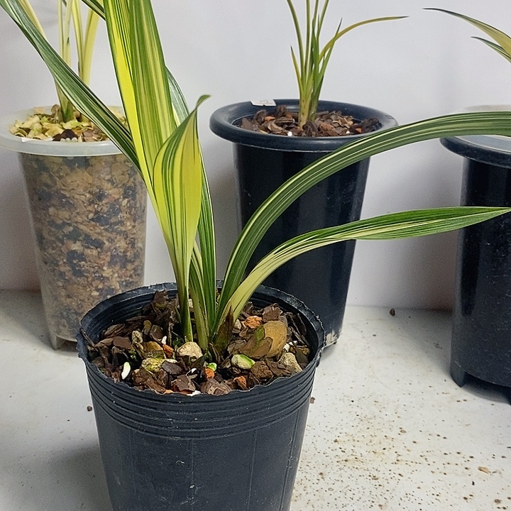 当前无花朵，栽培后可花朵