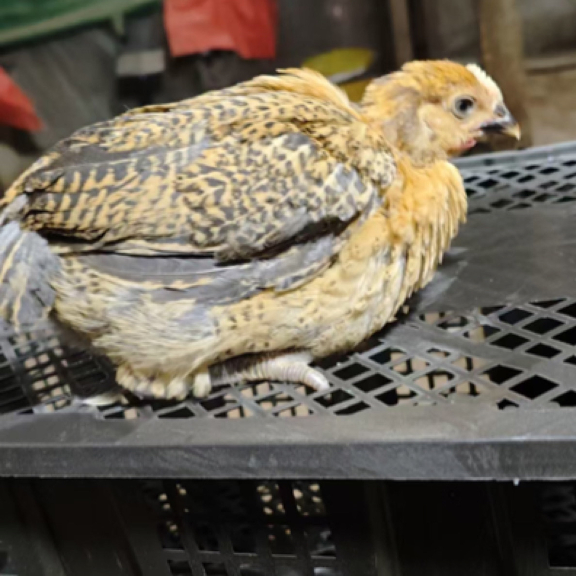 宠物鸡 麻羽品质活体发货   包邮到家