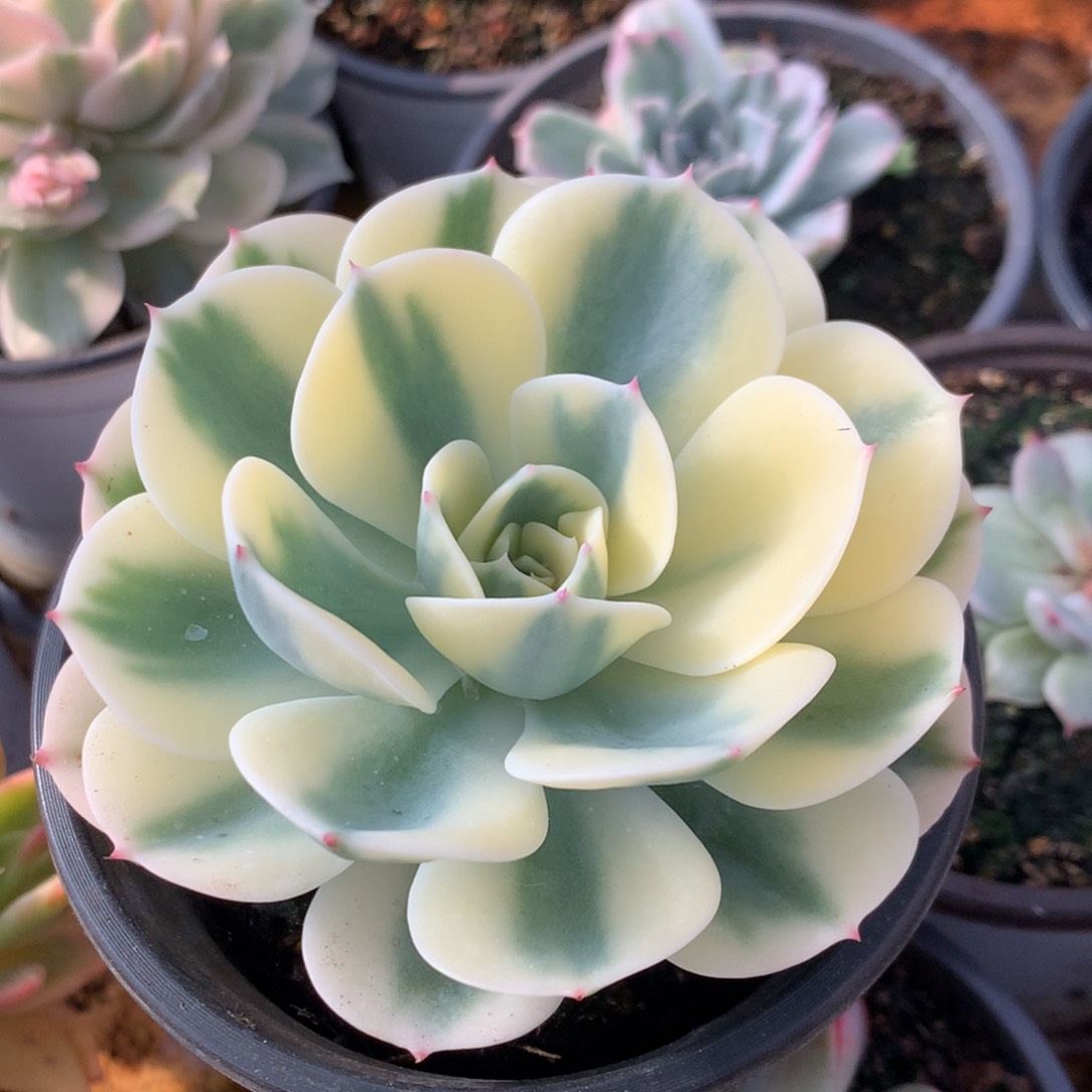 玉蝶jjjjjjjjjjjjjjjjjj