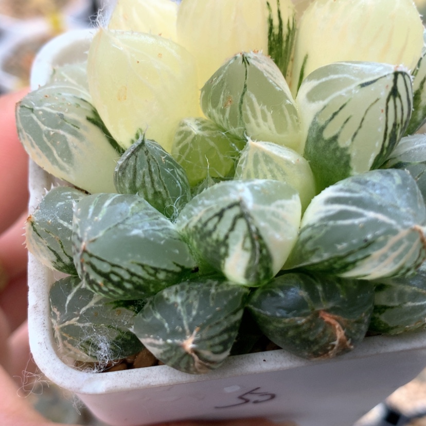 【闪购商品】507楼兰