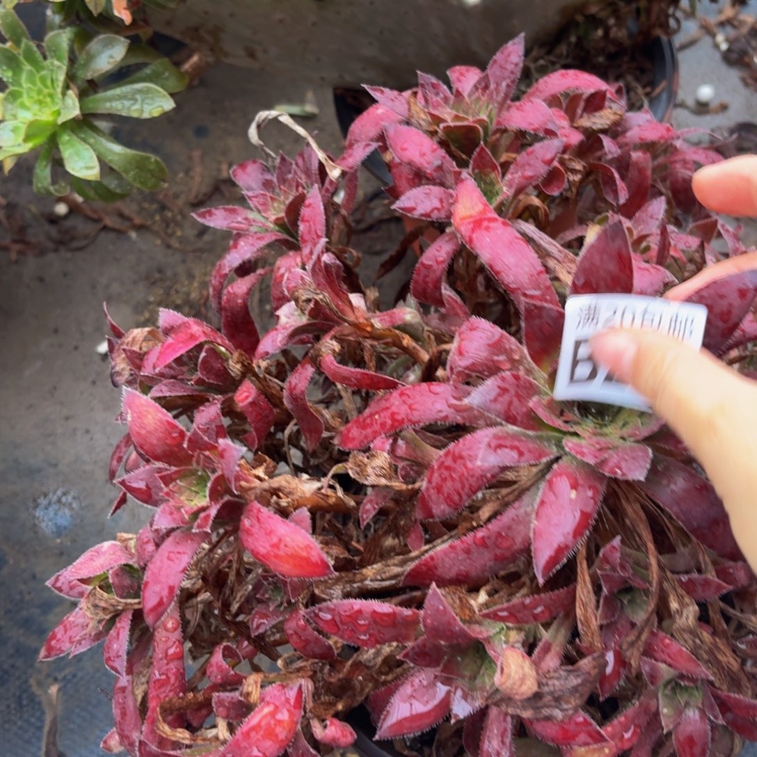 272多肉植物捧花的时候