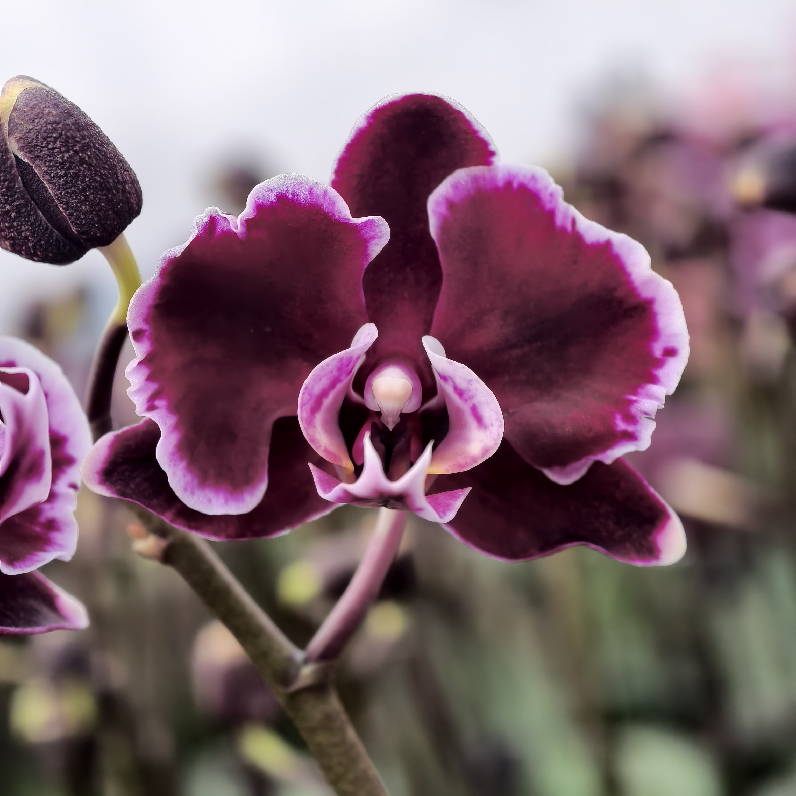 蝴蝶兰【拉丁舞裙】 特色花朵 2.8寸杯 全开发货 基地直发