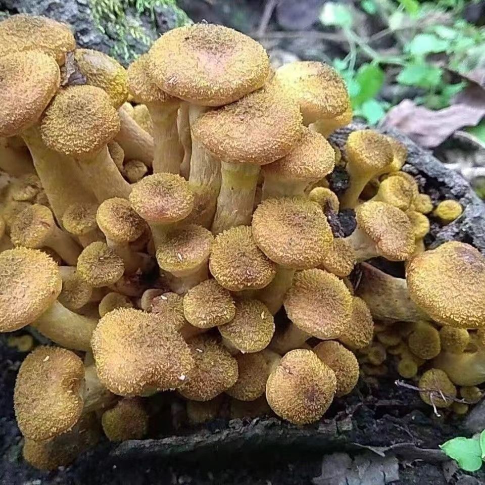 榛蘑菌包2袋（木头专用）共5斤