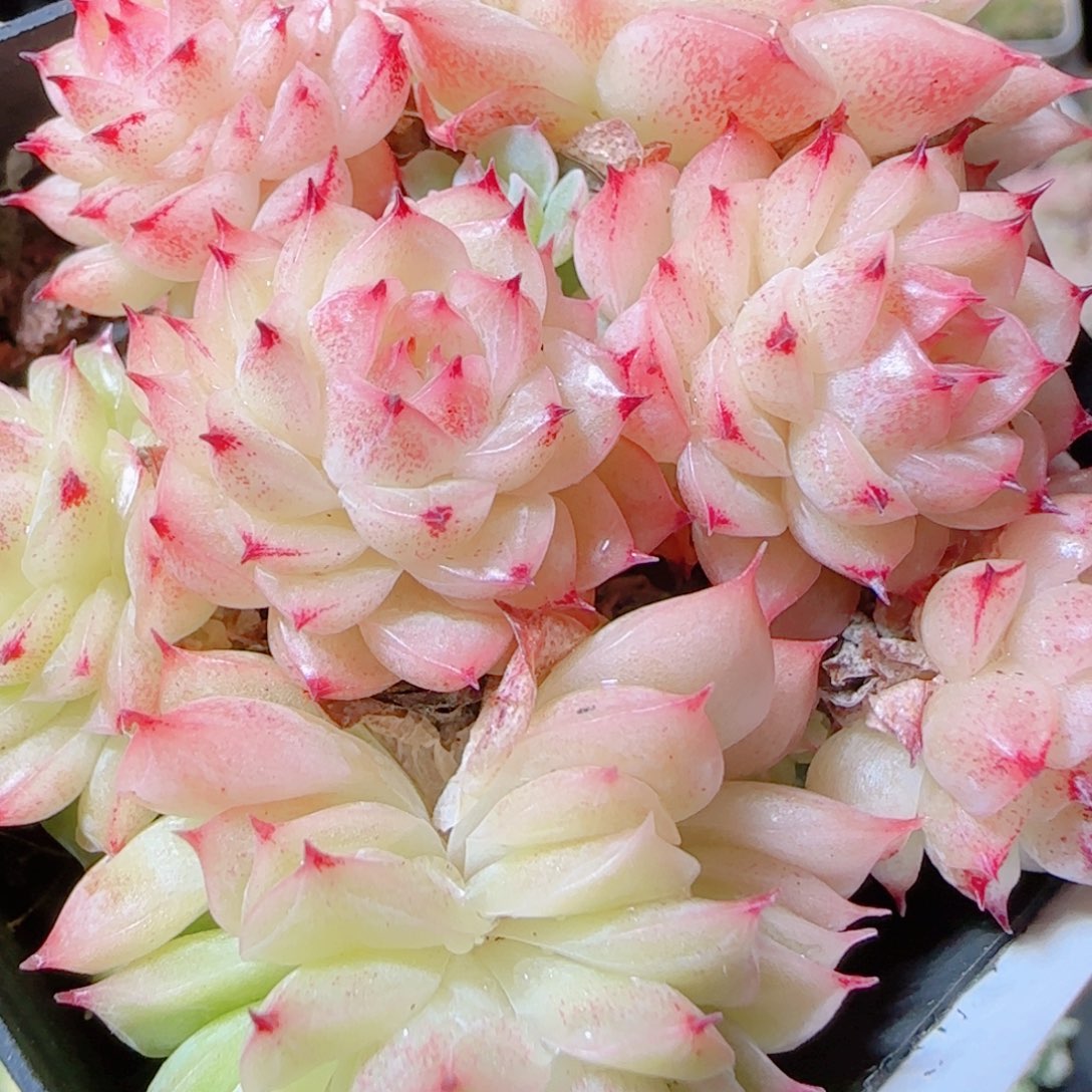 花语逸镜1117-518散