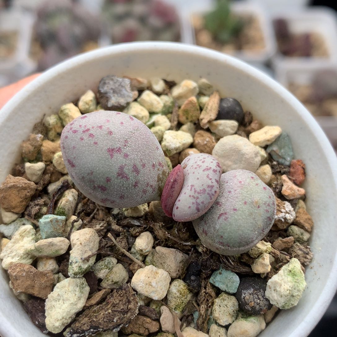 粉色斑点 变量多肉植物