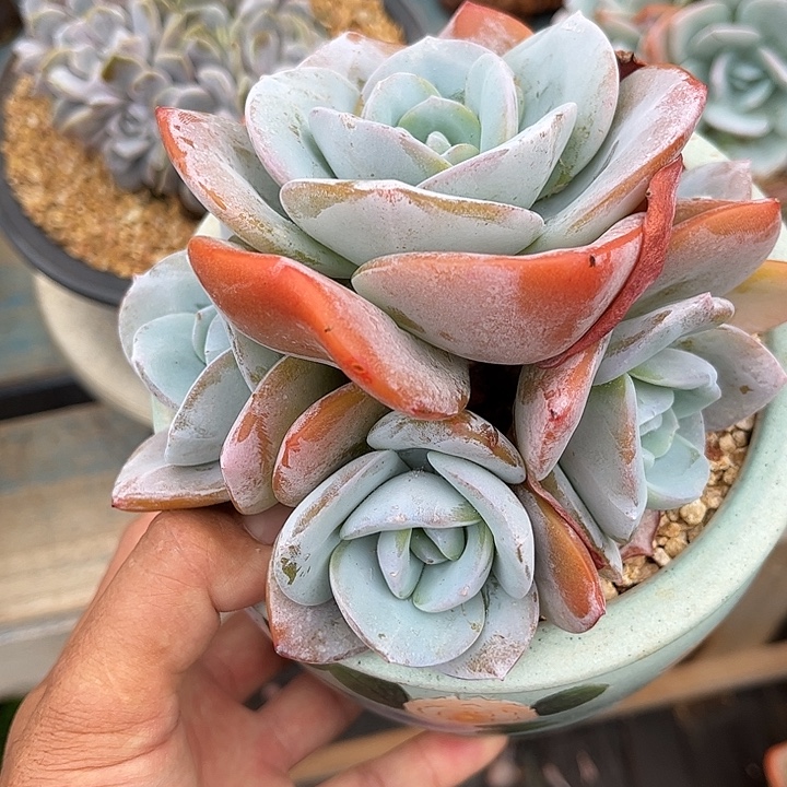 多肉植物一物一拍