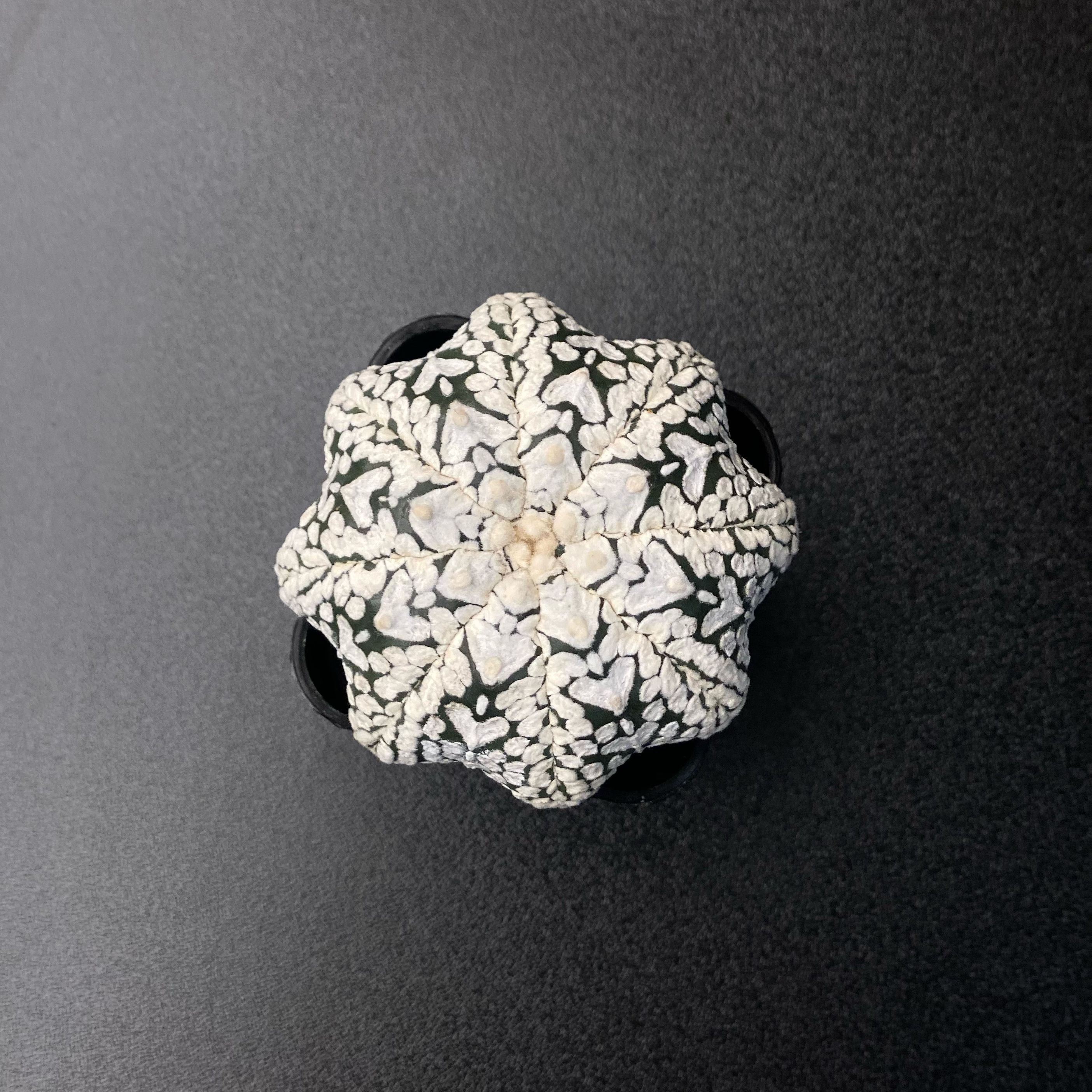 Thailand海星美纹v兜仙人球5.6cm