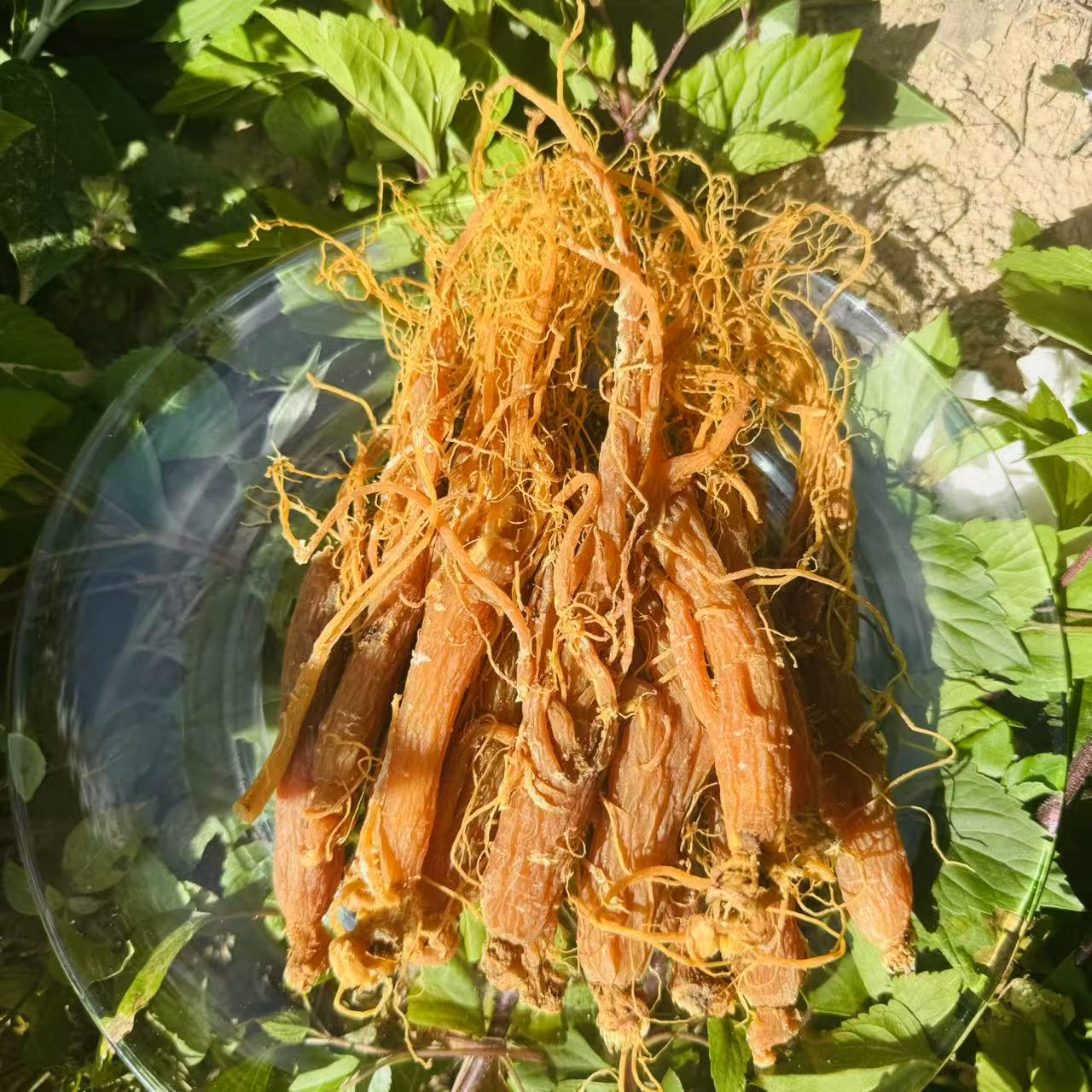 1【百-年-红-参】净含量100g-1000g【阿虎现收】