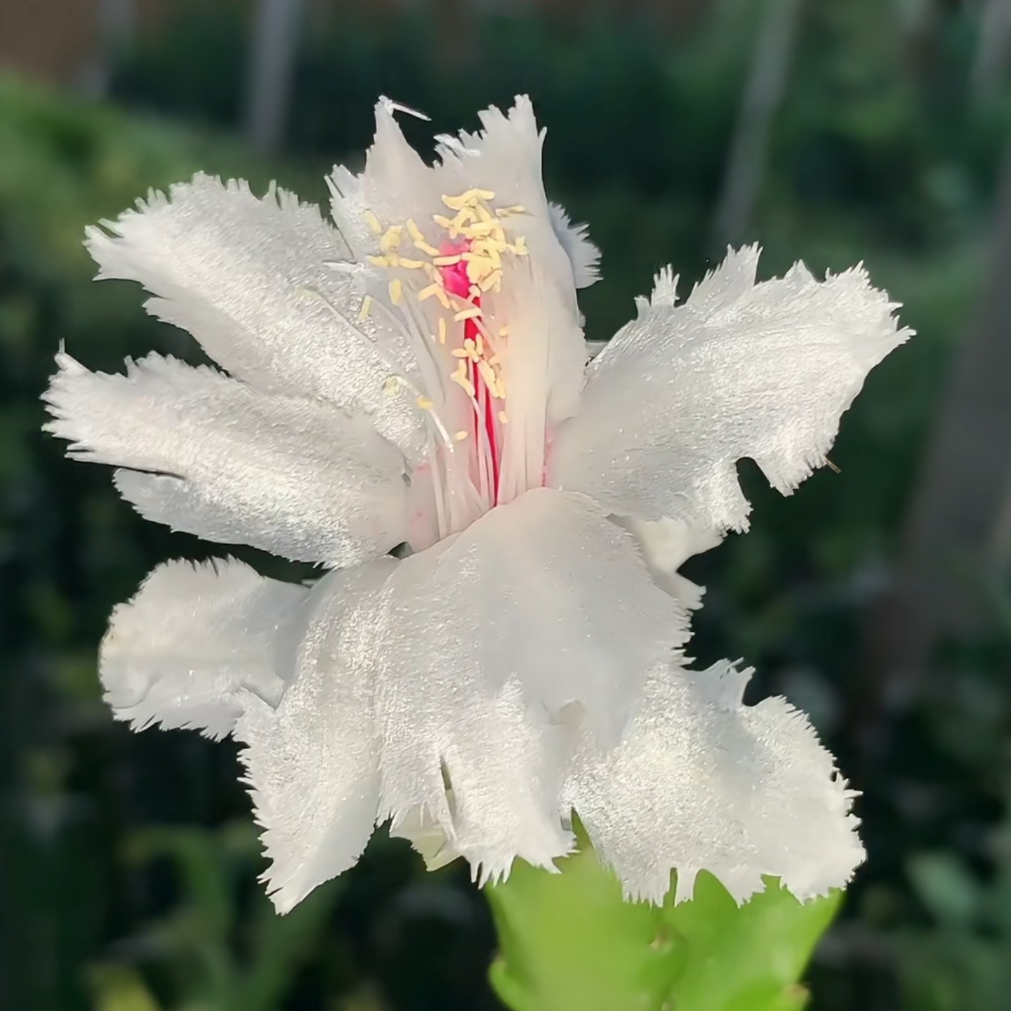 白羽毛蟹爪兰花卉叶仙大叶展示植物嫁接链接勿拍蟹爪兰特大号白色