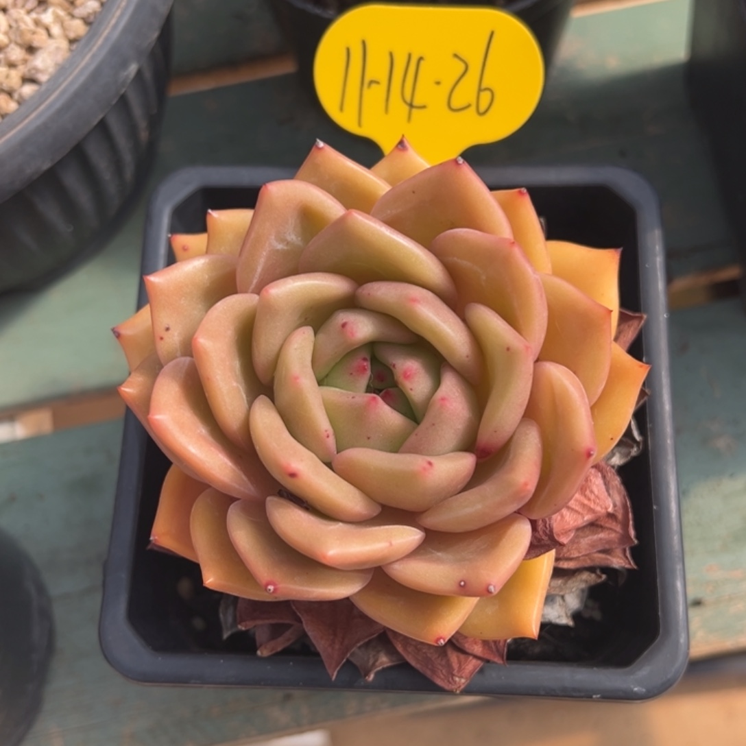 11-14-26红酒香槟多肉植物