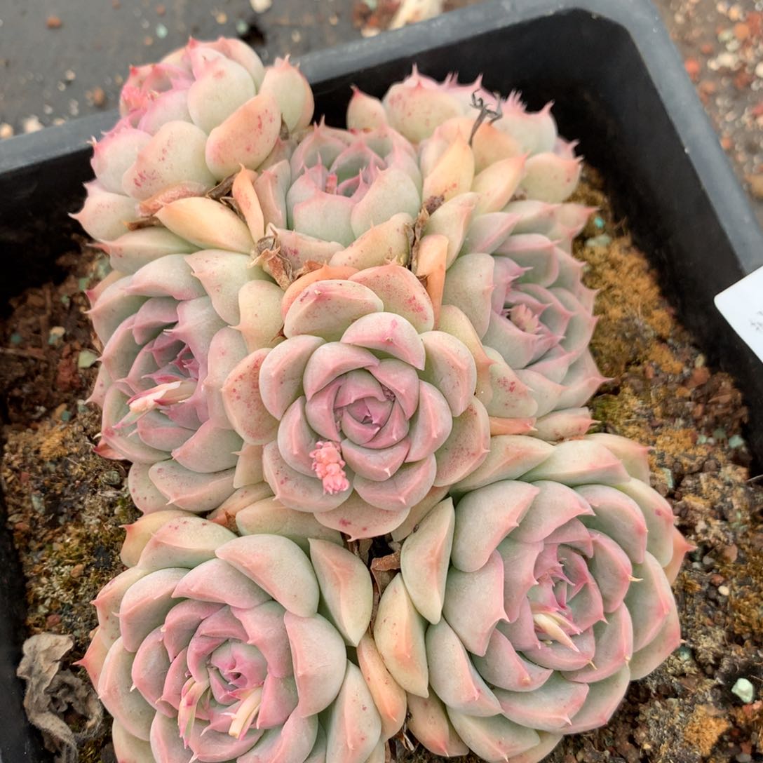 2886杂交精品基地14厘米