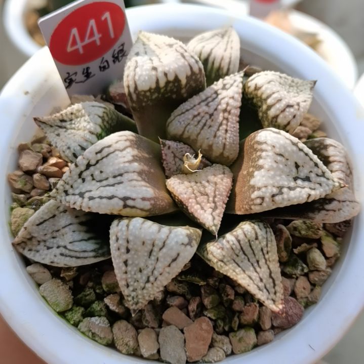 441号实生白银一物一拍带盆土发货