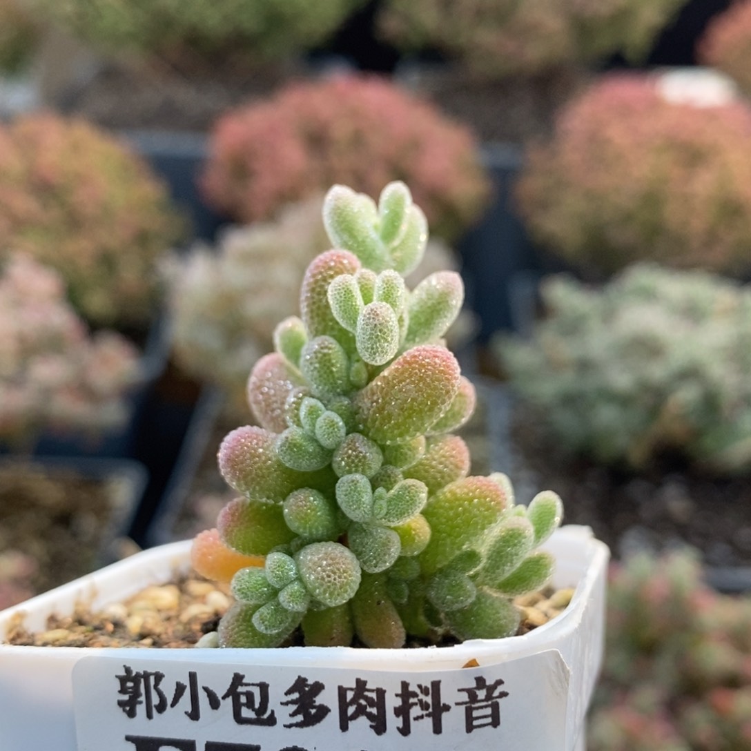 优选冰晶7034枝干番杏