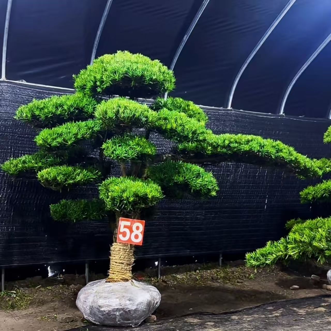 罗汉松直播间一物一拍