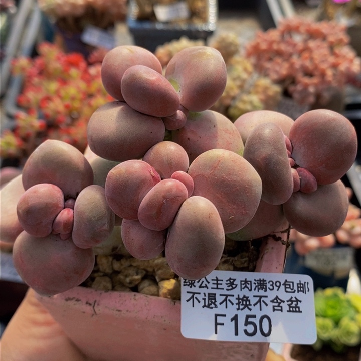 芒果奶9cm150多肉植物