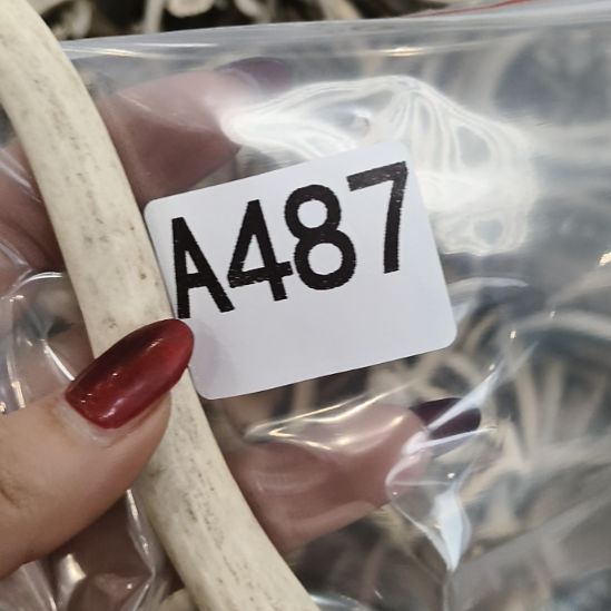 用***6鹿角鹿角鹿角鹿角鹿角