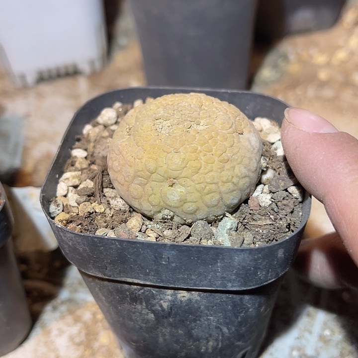 满38包邮2天凑单，脱土晾根发货多肉植物凝蹄玉