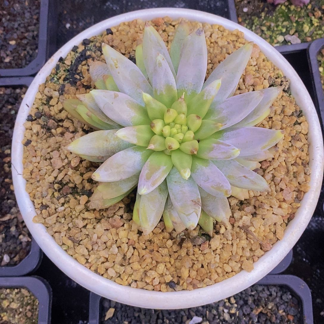 多肉植物多肉植物