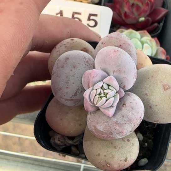 163鸡蛋美人一物一拍多肉