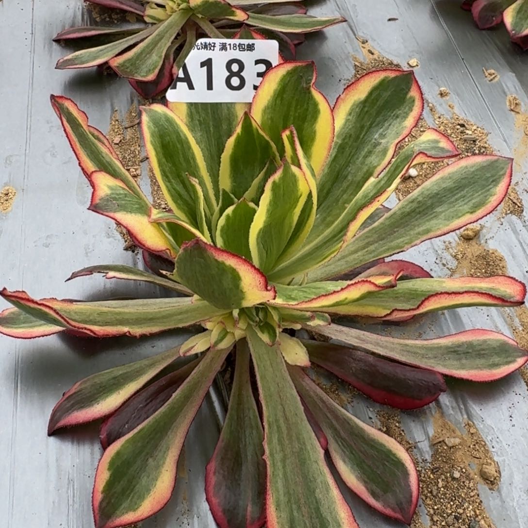 183魅影多肉植物
