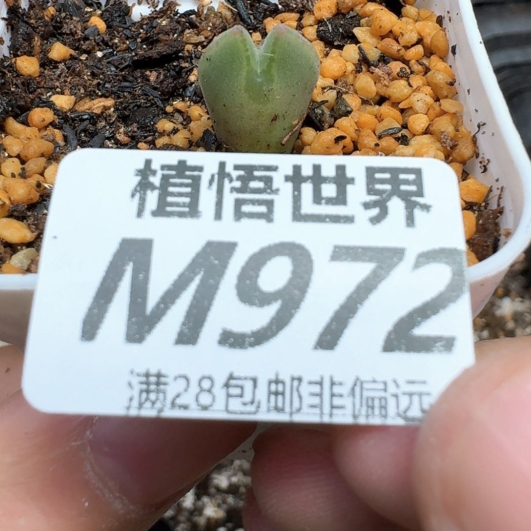 多肉植物的润泽额df