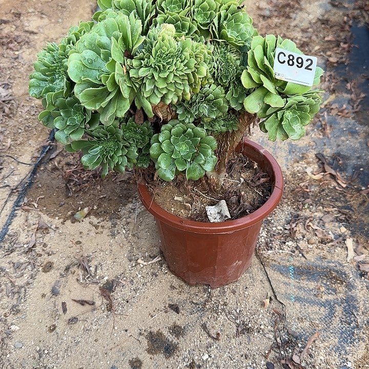 892绿缀一颗呀呀呀