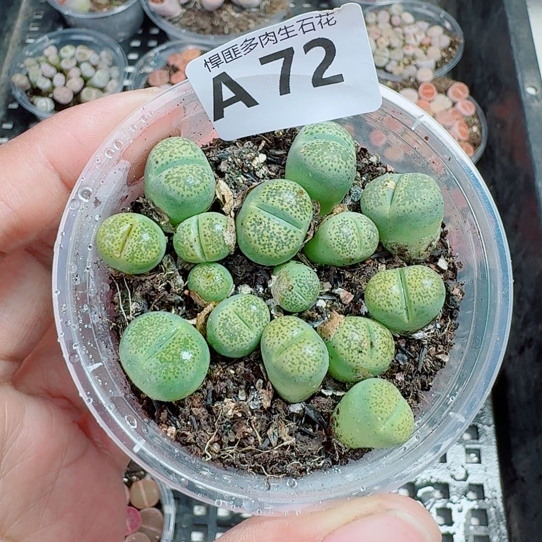 72多肉植物多肉植物