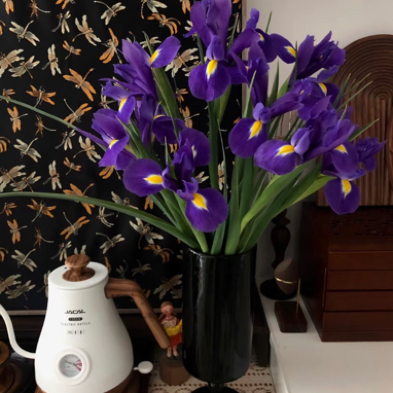 【鸢尾】东北基地发货顺丰包邮