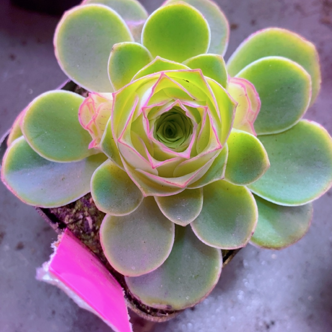 15年小厨桐帅12月Green会员100档一物一拍169天使之翼