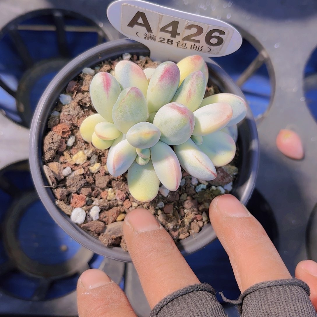 A426福娘一物一拍