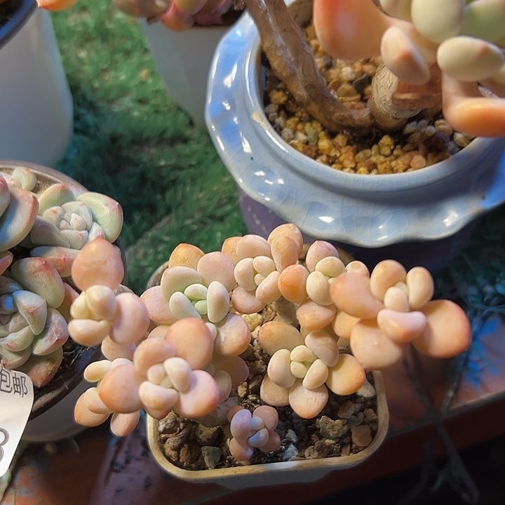 幸运的是我没有遇到幸运