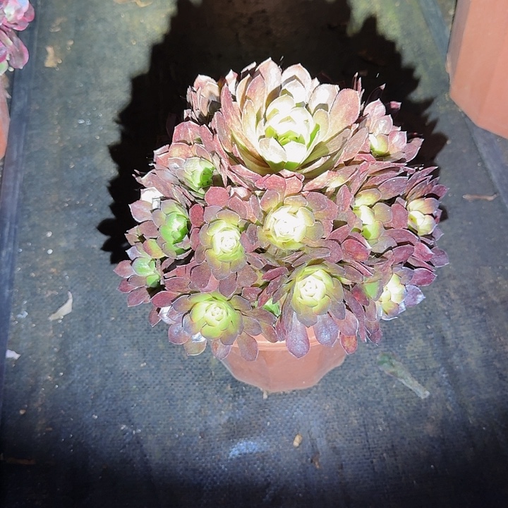 多肉捧花不知名多肉