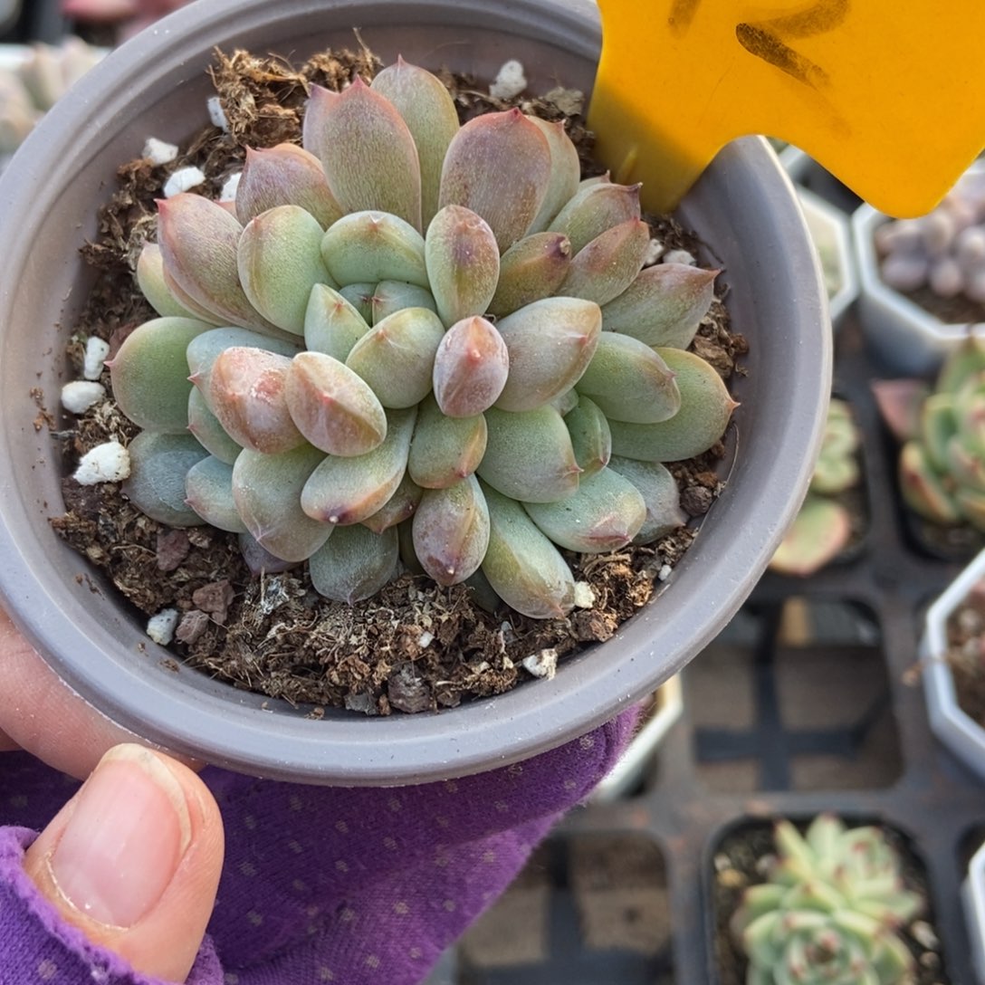 572红恋多肉植物多肉