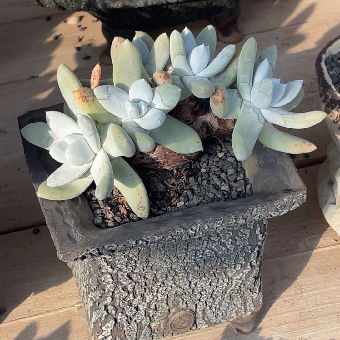 多肉植物多肉植物