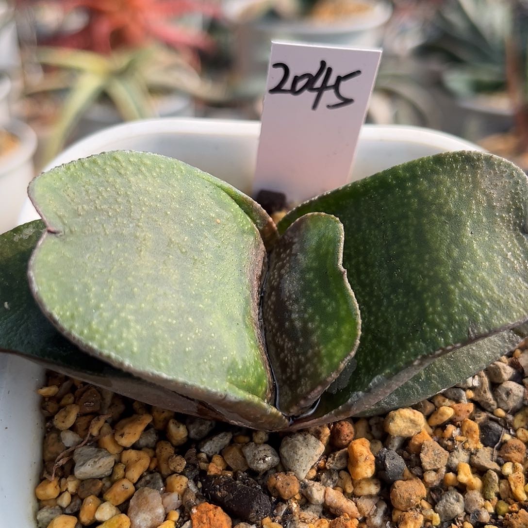 2045脱土发货11111111