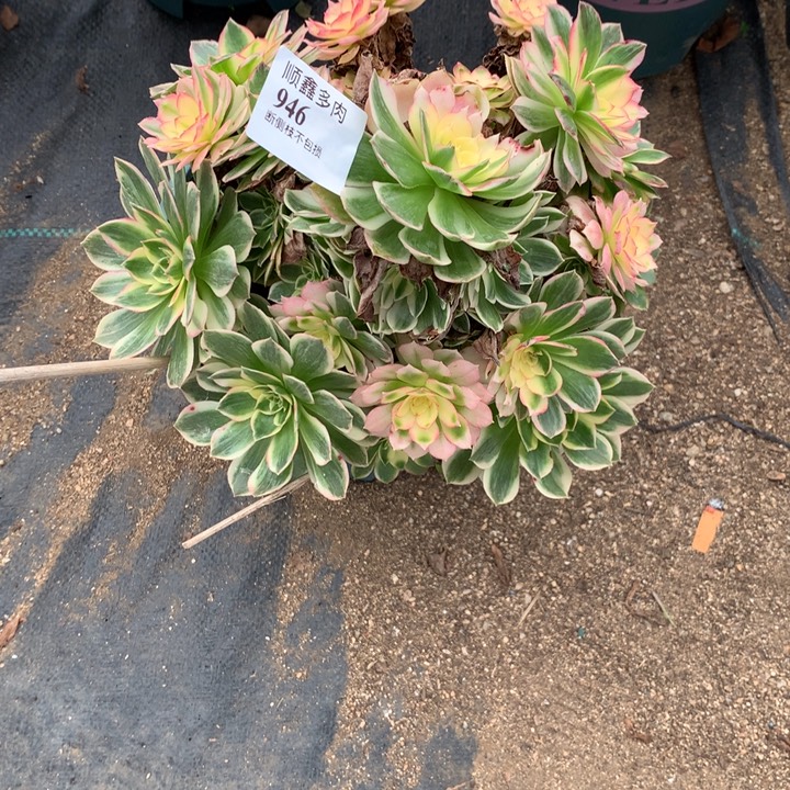 夏***荷946海仙多肉植物特价
