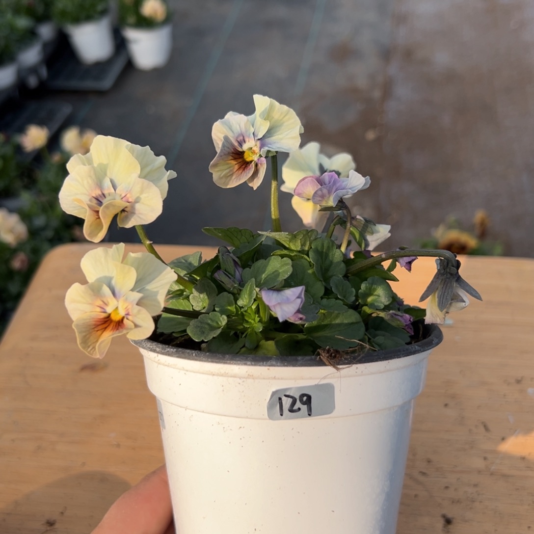 红陶抖音直播闪拍129