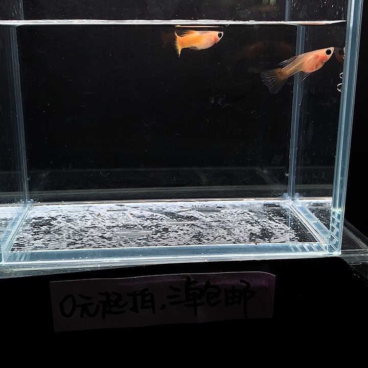 孔雀鱼黄金玻璃猫大c一对