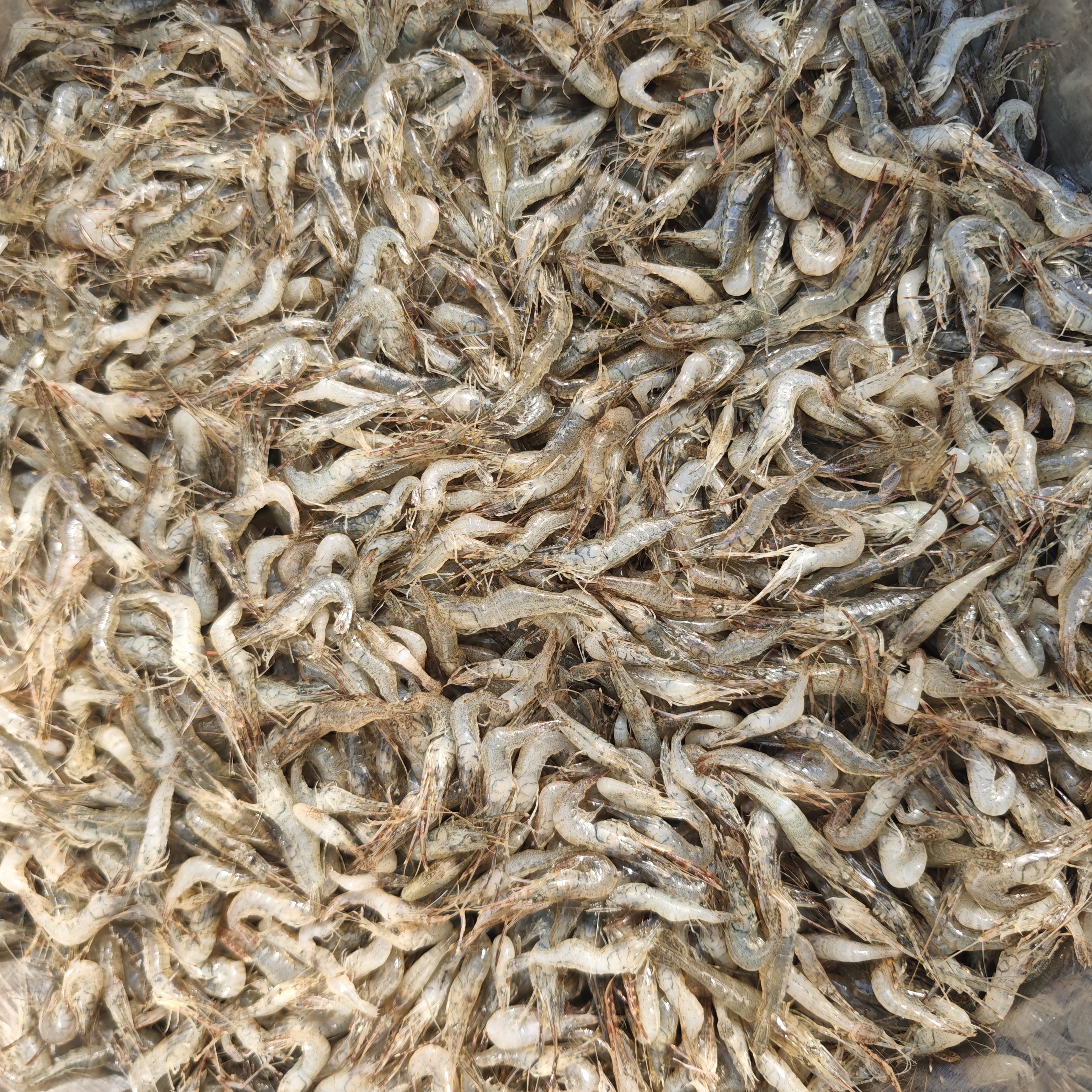 野生小河虾 半斤 东海发货