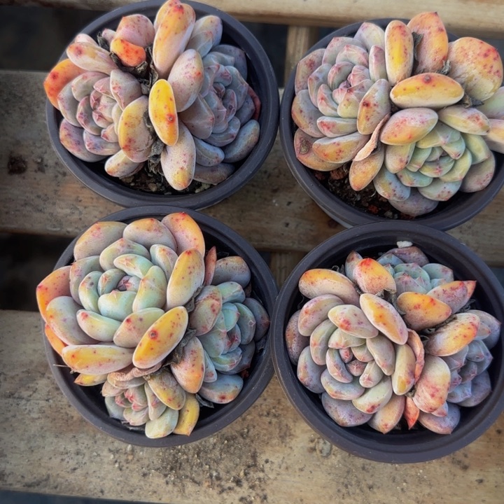 下播福利星影三头1个