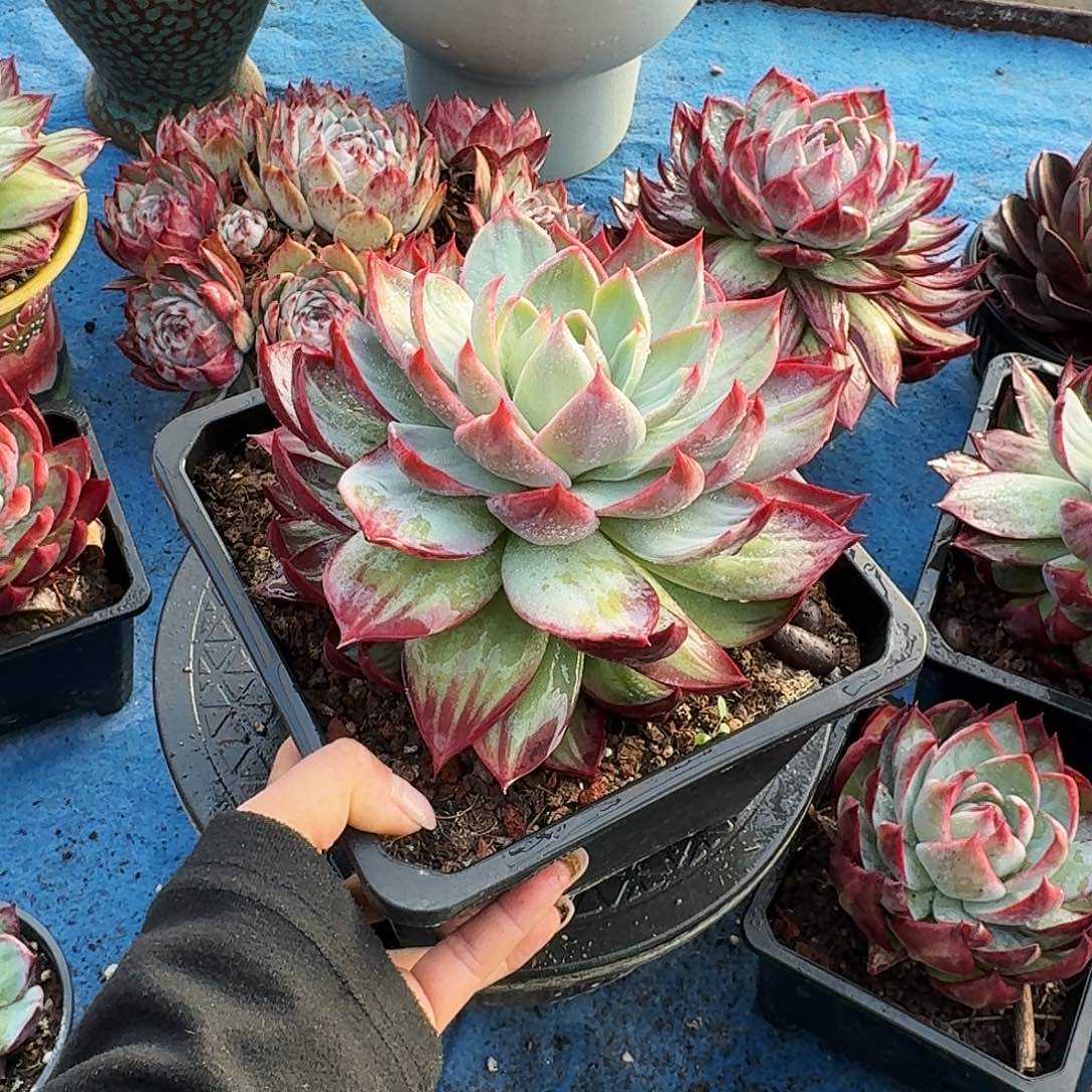 惊鸿惊鸿惊鸿 3930.........